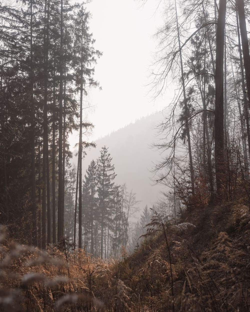 A quiet forest path in soft morning light